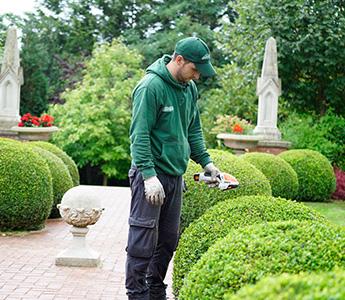 Expert hedge trimming in London Hedge trimming expert while working in a London garden